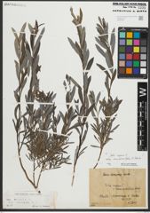 Foto von Salix repens subsp. rosmarinifolia (L.) Andersson